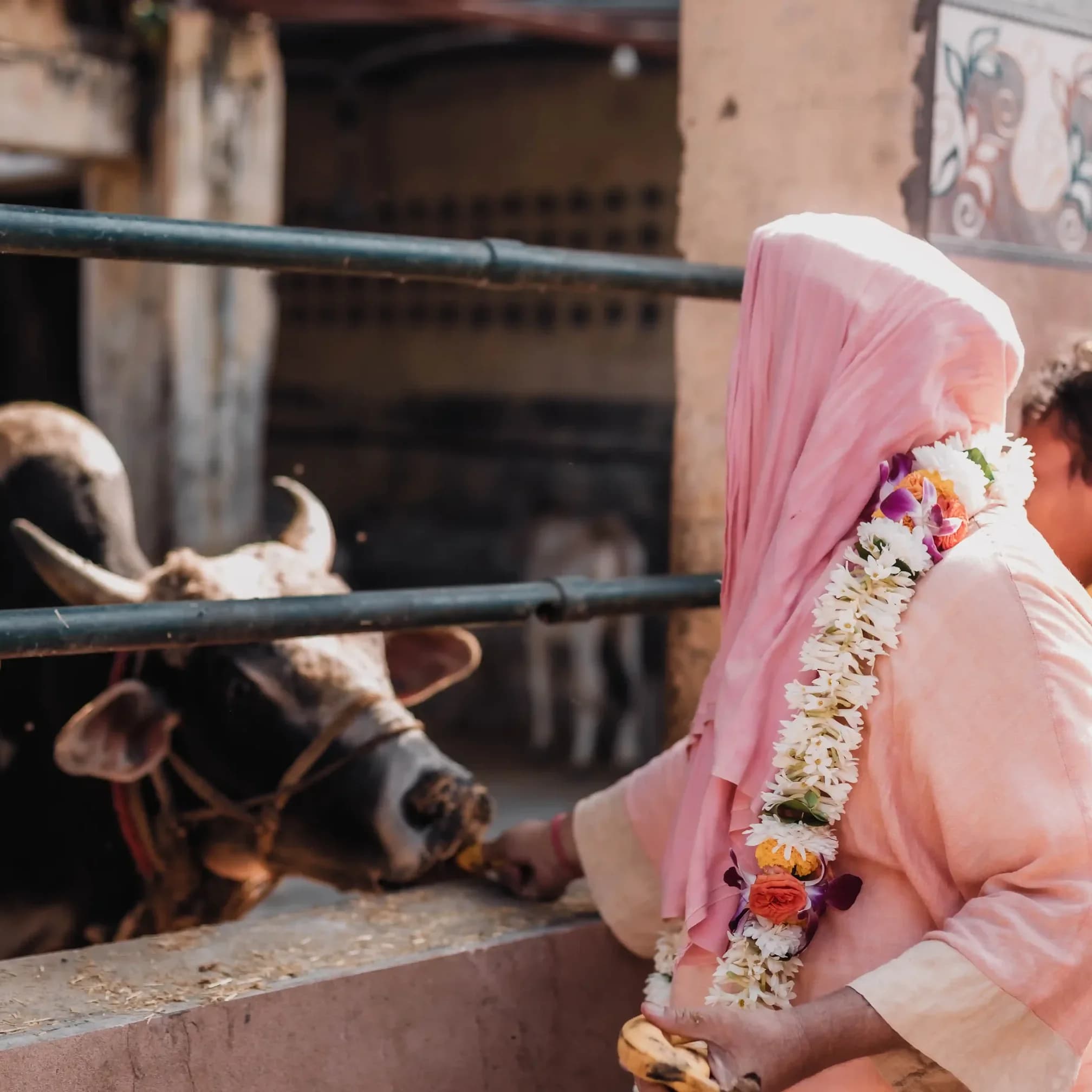 A sacred cow of the ashram — Gau Seva