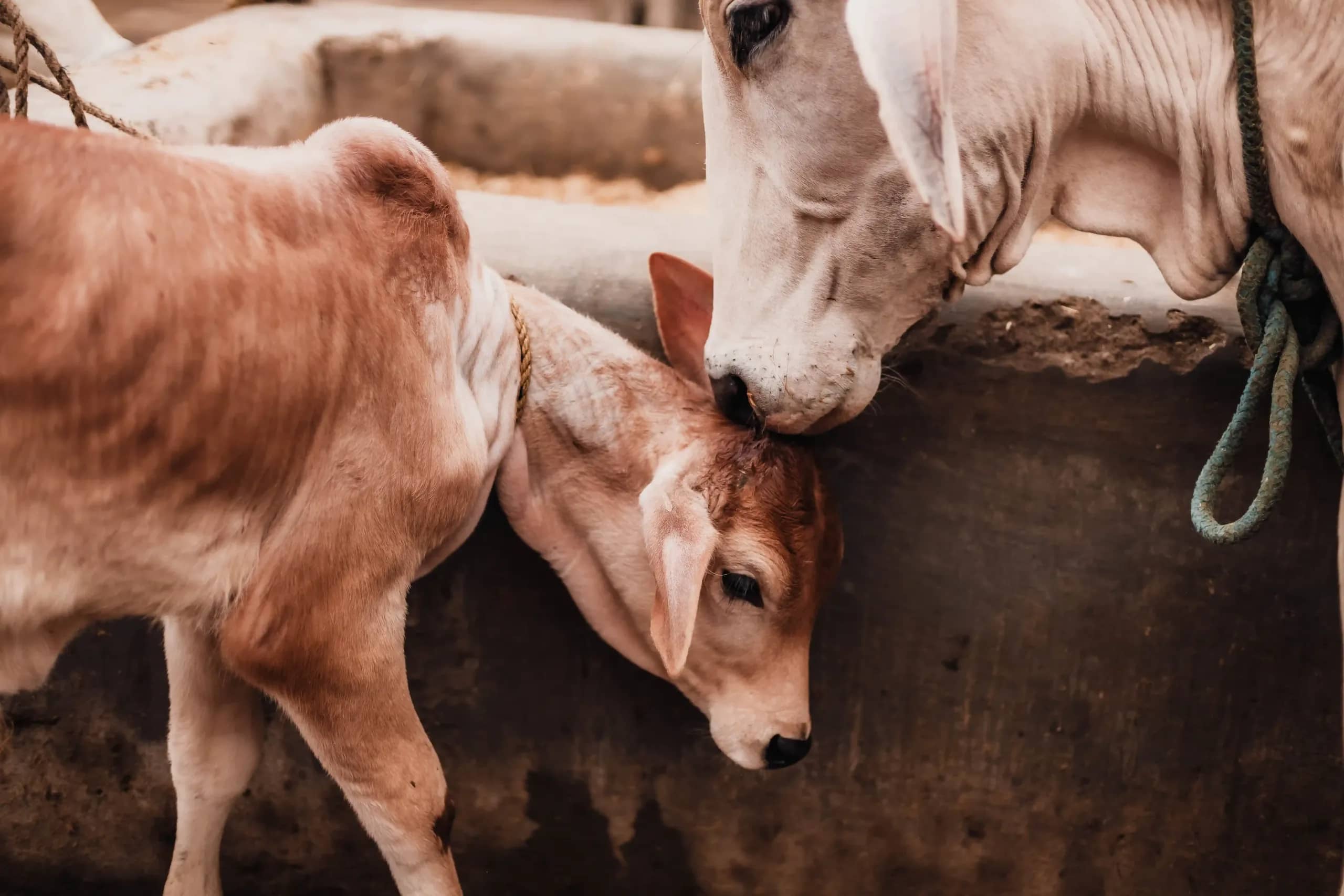 Gau Seva during the days of Yogini Ekadashi